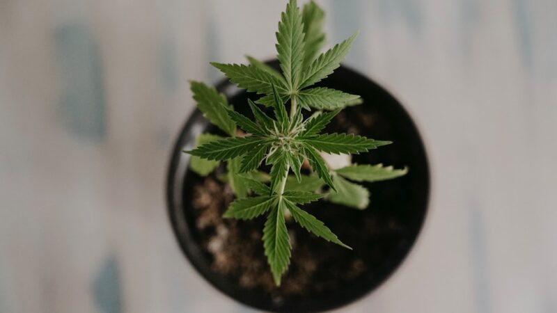 Семена марихуаны и их использование