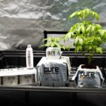 Семена конопли в Крыму свойства и применение img-3140.jpg