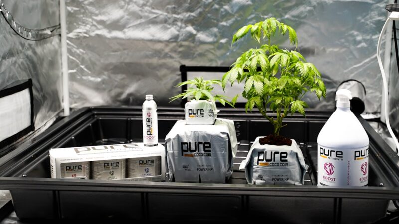 Семена конопли в Крыму свойства и применение