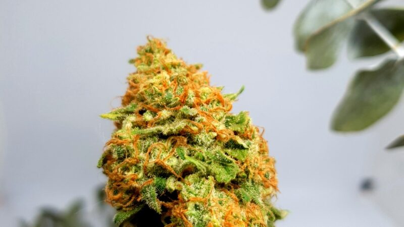 Семена конопли свойства и применение