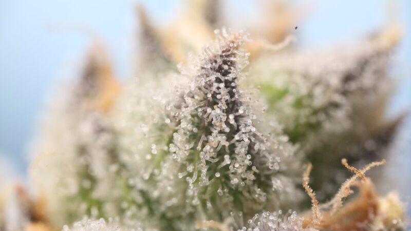 Приобретение спайсов в Оренбурге и их свойства