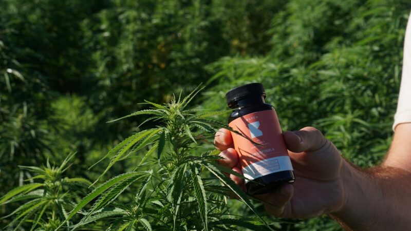 Техническая Конопля Свойства Применение и Приобретение