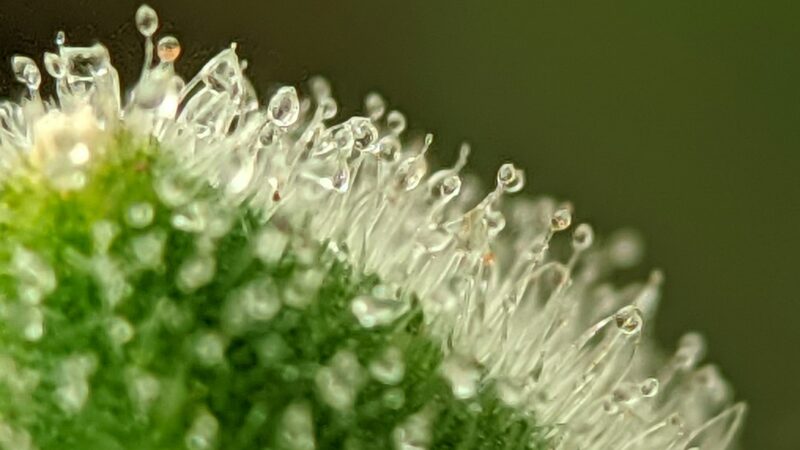 Спайс и курительные смеси: опасность и последствия употребления