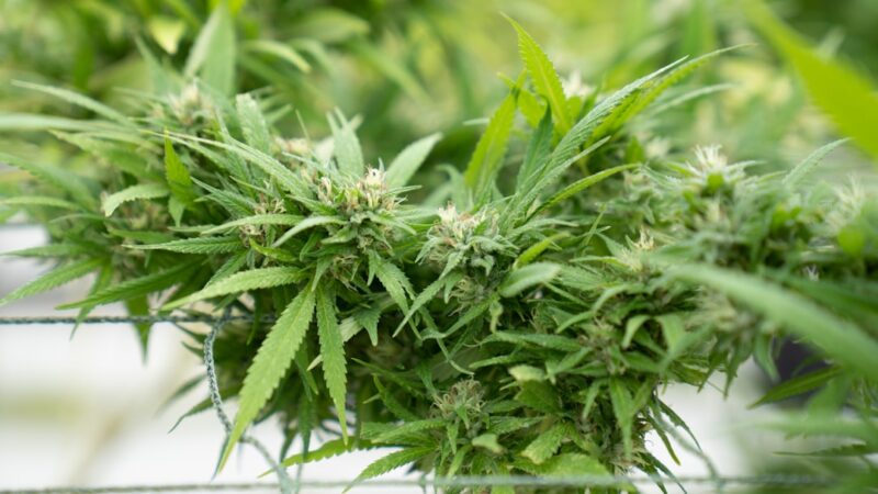 Купить марихуану в Санкт-Петербурге и России