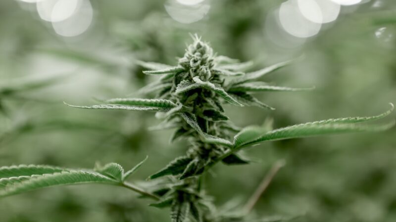 Купить семена конопли самовывозом