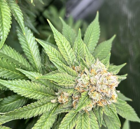 Лекарственные препараты и их приобретение в аптеках