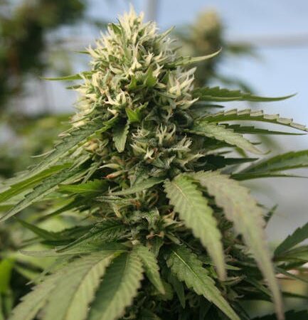 Феминизация семян марихуаны подробное руководство