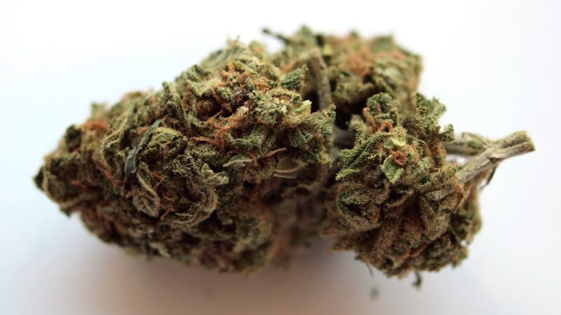 Выращивание конопли с нуля до урожая