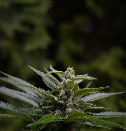 Семена конопли Original Skunk feminised от производителя Ganja Seeds