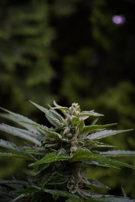 Семена конопли Original Skunk feminised от производителя Ganja Seeds