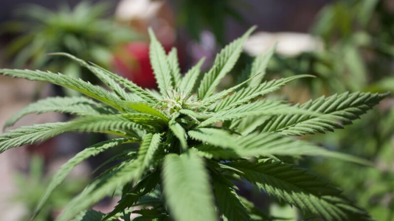 Голландские Семена Конопли для Гроверов в России