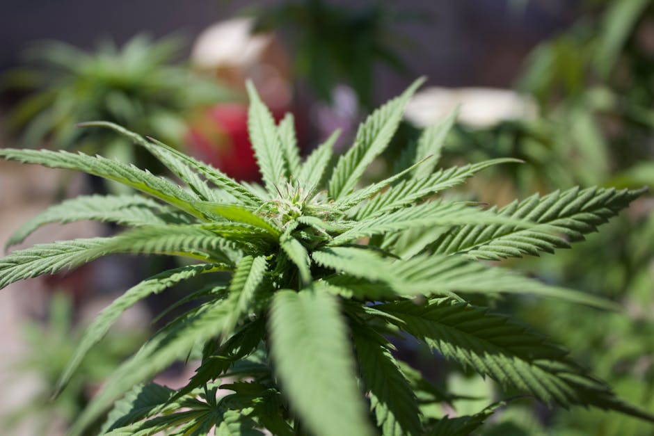 Голландские Семена Конопли для Гроверов в России