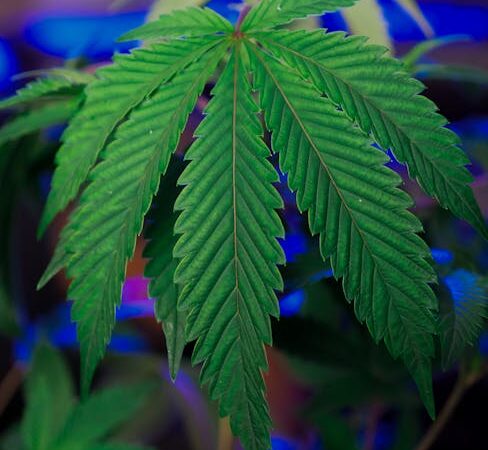 Сорт конопли Lemon Thai Kush feminised от Humboldt Seeds