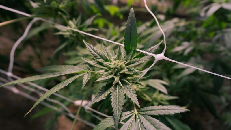 Культура потребления каннабиса в Амстердаме