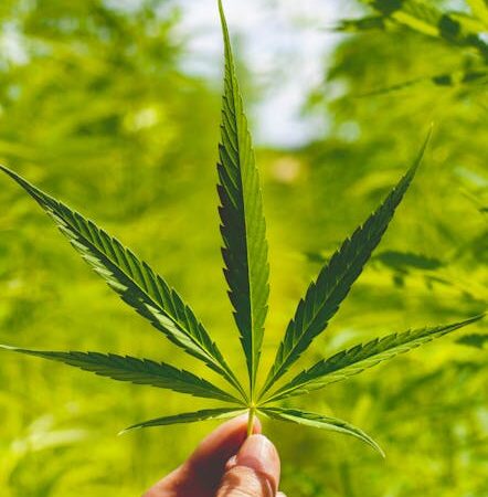 Использование семян конопли в прикормке для рыбалки