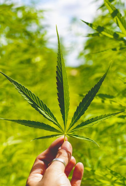 Использование семян конопли в прикормке для рыбалки