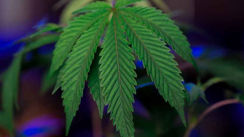 Эффективность конопли в карповой рыбалке