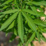 Лечебные свойства семян конопли и их применение в медицине img-532.jpg