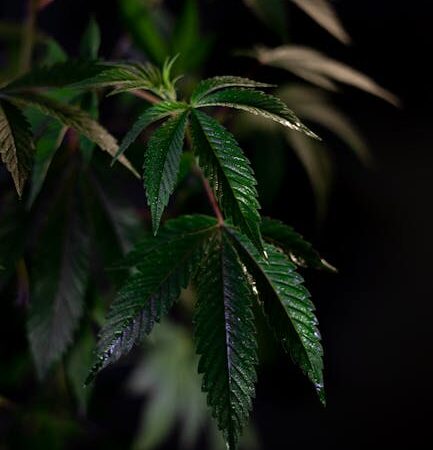 Покупка и свойства семян конопли