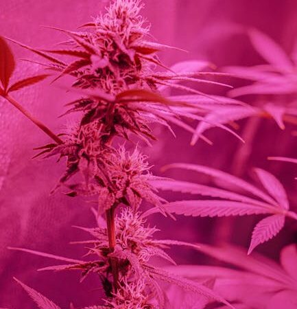 Карликовые семена марихуаны особенности и преимущества выращивания