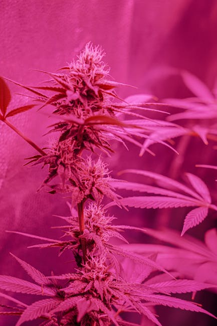 Карликовые семена марихуаны особенности и преимущества выращивания