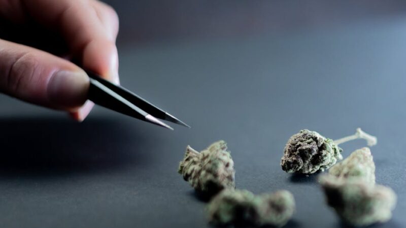 Покупка семян конопли и их свойства