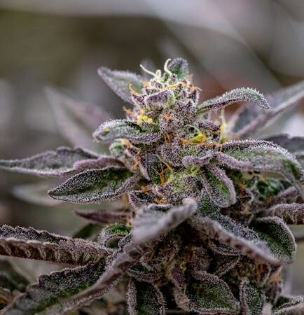 Свойства и правовой статус марихуаны в России