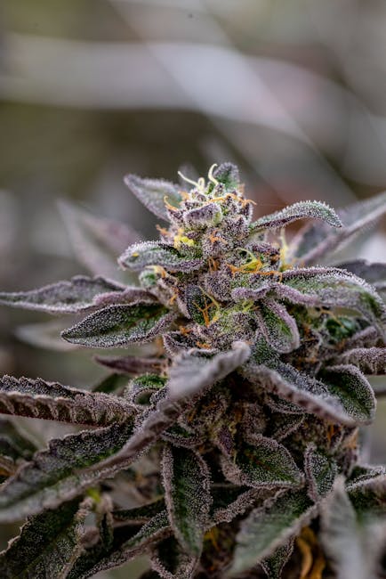 Свойства и правовой статус марихуаны в России