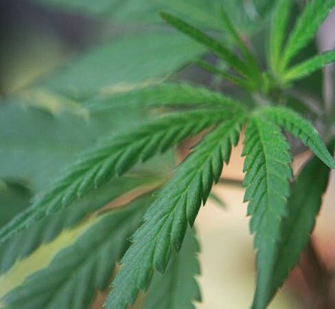 Спайс скорость последствия употребления и свойства