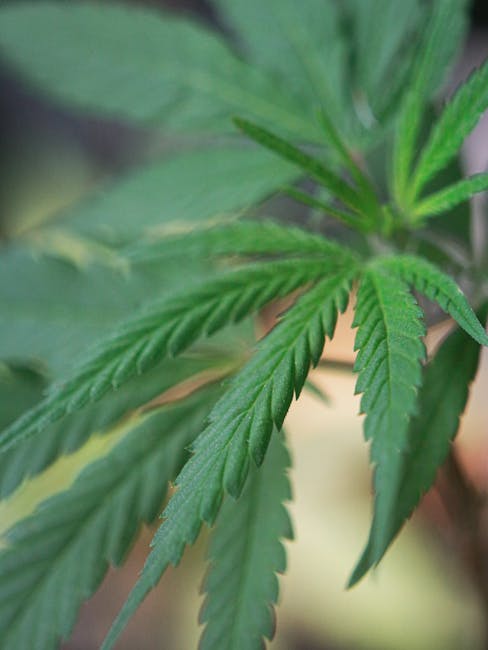 Спайс скорость последствия употребления и свойства