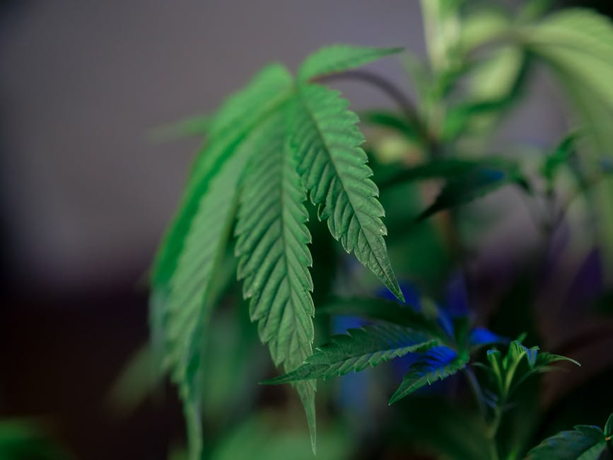 Героин в Москве: риски и последствия употребления