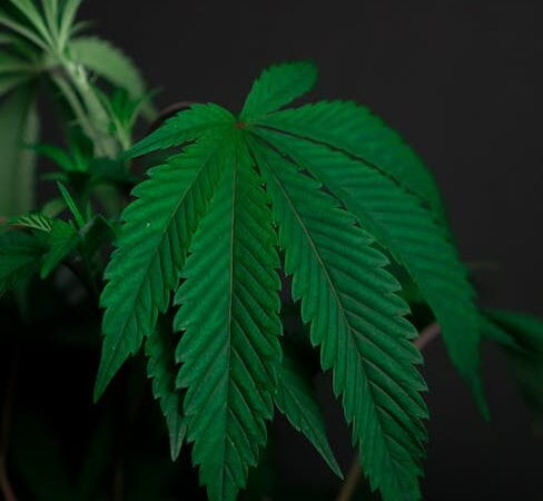 ЛСД: свойства, правовой статус и риски использования