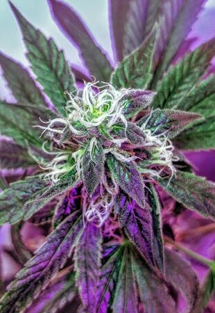 Соль наркотик в Новосибирске