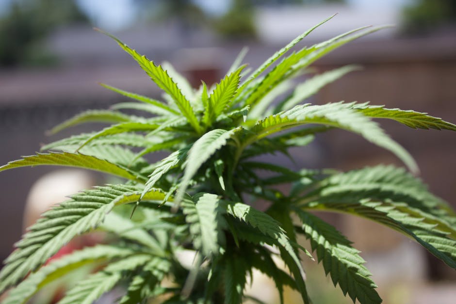 Посадка семян марихуаны и условия для их прорастания