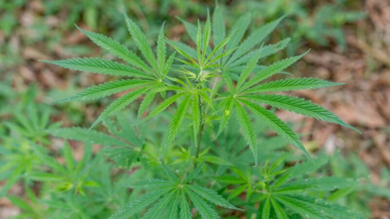 Покупка наркотиков в Гомеле