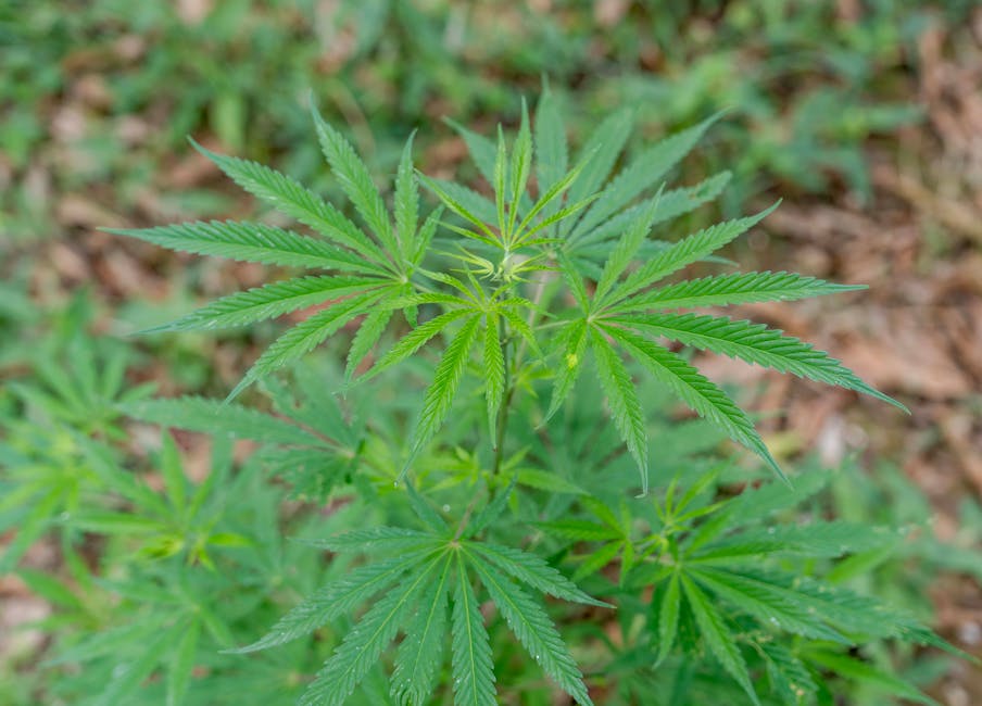 Покупка наркотиков в Гомеле