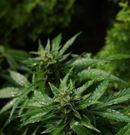 Покупка семян конопли в Санкт-Петербурге