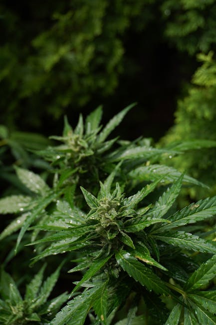 Покупка семян конопли в Санкт-Петербурге