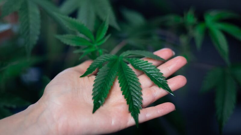 Обзор семян конопли и мака свойства и особенности приобретения