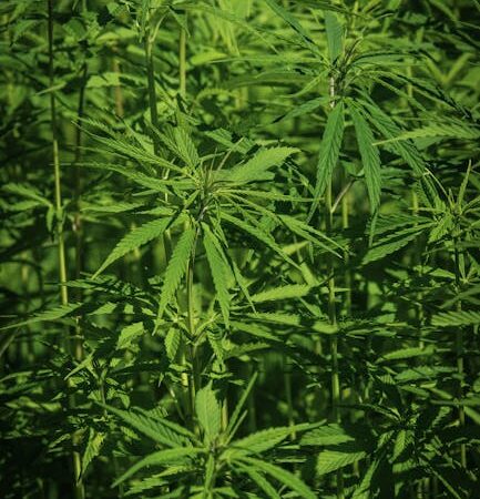 Семена конопли из Голландии и их применение