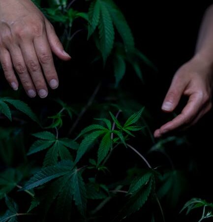 Колеса в контексте наркотиков