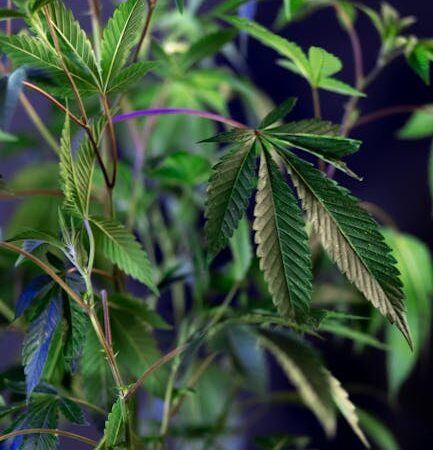 Наркотические марки и их влияние на здоровье