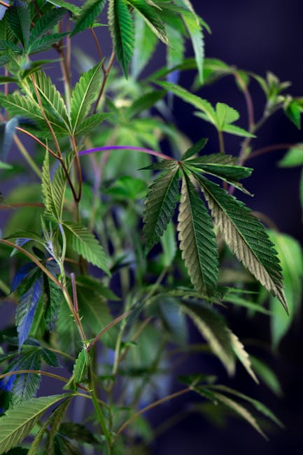 Наркотические марки и их влияние на здоровье