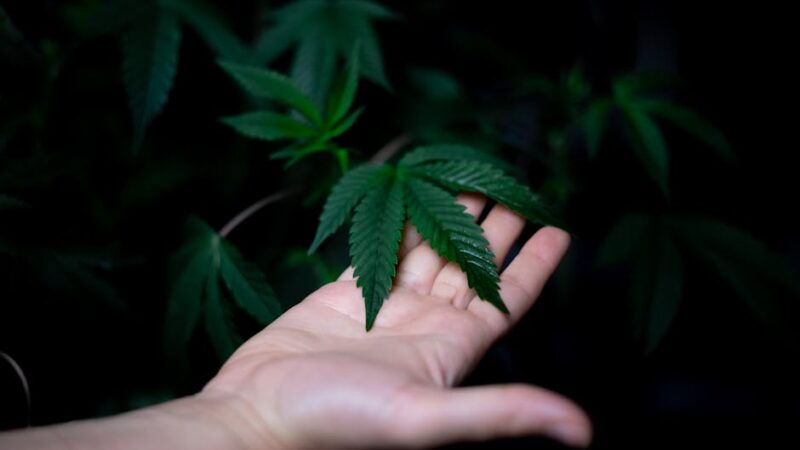 Семена конопли Swiss Cheese feminised от Nirvana Seeds