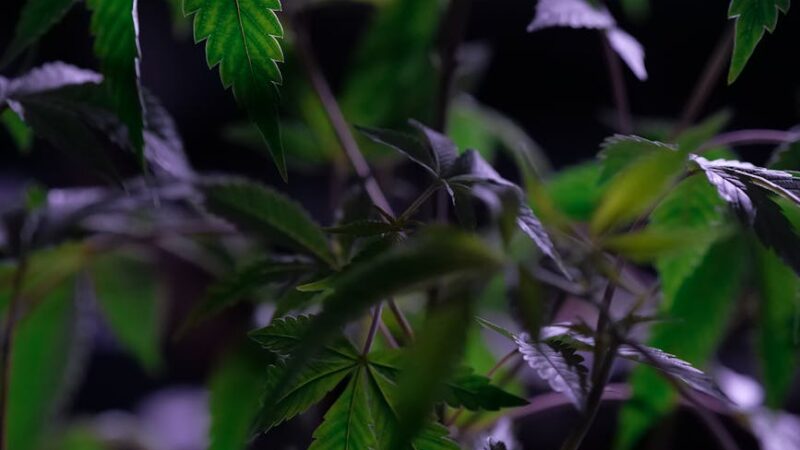 Преимущества конопляной одежды и тенденции устойчивой моды