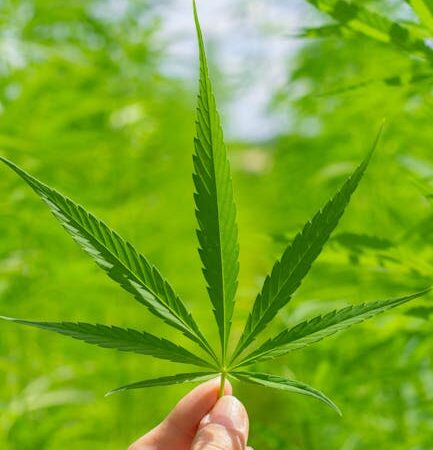 Выращивание конопли и покупка семян конопли в интернет магазине и отзывы о семенах конопли на форуме