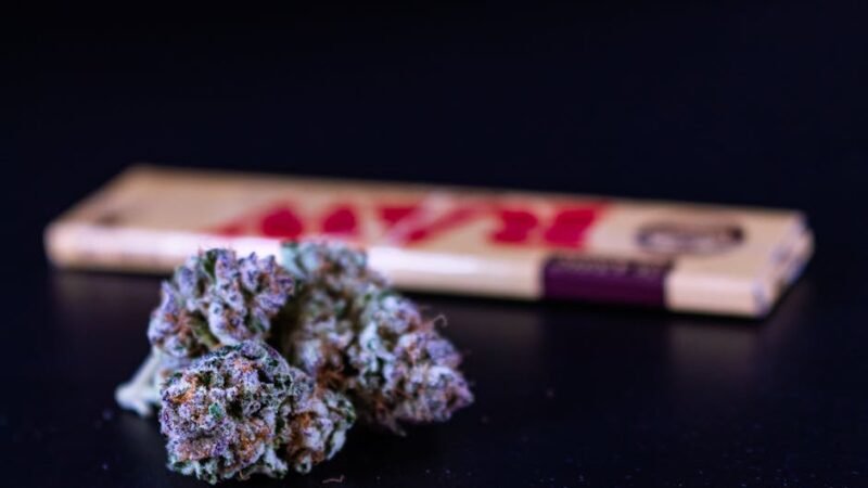 Сорта марихуаны и особенности выращивания конопли