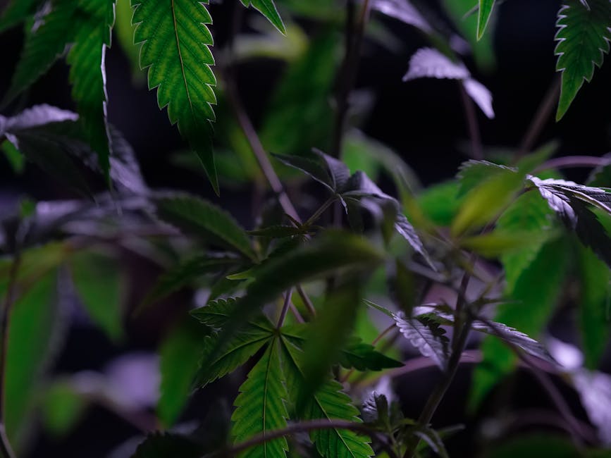 Покупка наркотиков через закладки в России