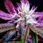 Свойства и сорта конопли и где купить семена конопли онлайн img-944.jpg