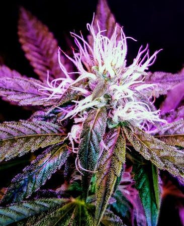 Свойства и сорта конопли и где купить семена конопли онлайн